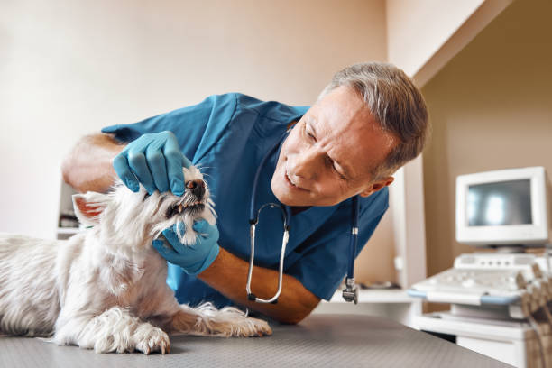 Best Emergency Wisdom Tooth Extraction in Westlake Corner, VA